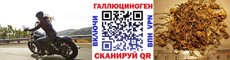 Галлюциногенные грибы Psilocybine cubensis купить сайты Лебедянь
